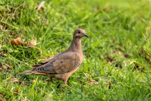 Eared dove (Zenaida auriculata), New World dove bird. Valle Del Cocora, Quindio Department. Wildlife and birdwatching in Colombia