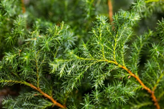 Stack of cedar plant tree for florist