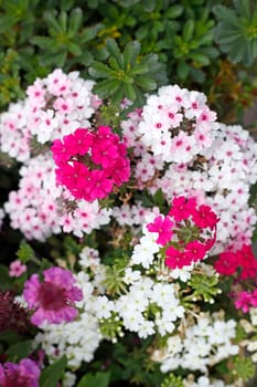 Colorful blooming primroses in a flower bed, Closeup, Germany