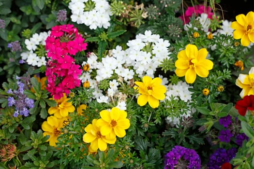 Colorful blooming primroses in a flower bed, Closeup, Germany
