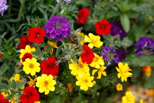 Colorful blooming primroses in a flower bed, Closeup, Germany