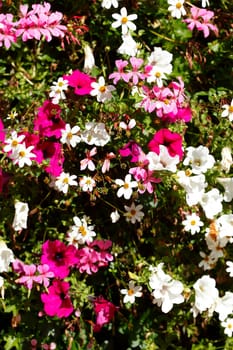 Pink and white flowering primroses, Closeup, Germany