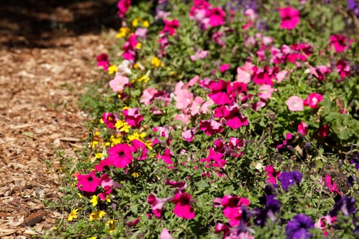 Colorful blooming primroses in a flower bed, Closeup, Germany