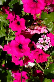Pink flowering primroses, Closeup, Germany