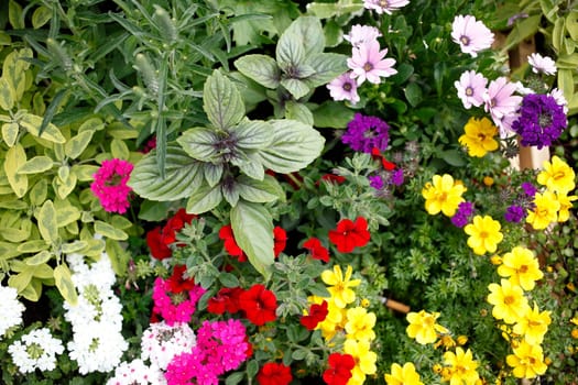 Colorful blooming primroses in a flower bed, Closeup, Germany