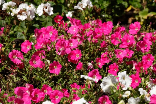 Colorful blooming primroses in a flower bed, Closeup, Germany