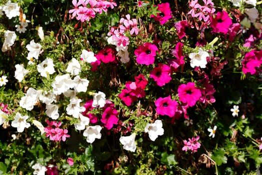 Pink and white flowering primroses, Closeup, Germany