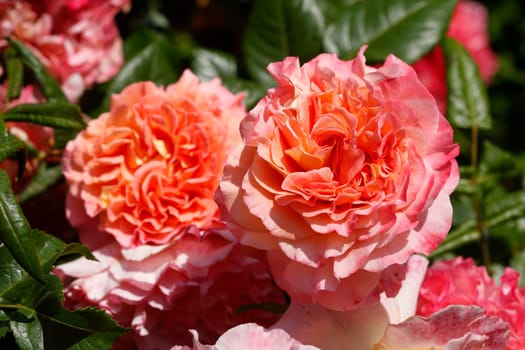 Red Roses, Closeup, Flowers, Germany