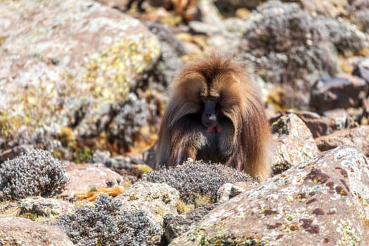Alpha male of endemic animal monkey Gelada baboon. Theropithecus gelada, Debre Libanos, Simien Mountains, Africa Ethiopia wildlife
