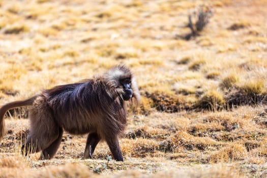 Alpha male of endemic animal monkey Gelada baboon. Theropithecus gelada, Debre Libanos, Simien Mountains, Africa Ethiopia wildlife