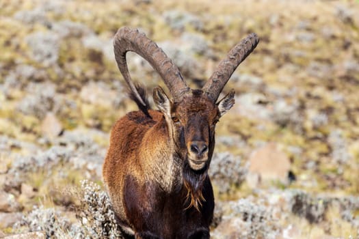 Very rare Walia ibex, (Capra walie), rarest ibex in world. Only about 500 individuals survived in Simien Mountains in Northern Ethiopia, Africa