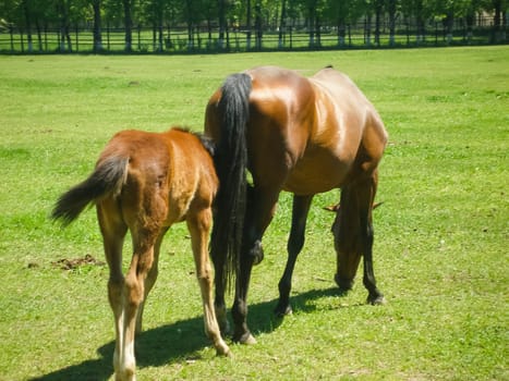 Horses graze in the meadow behind the fence. Horses in Novokubansk.