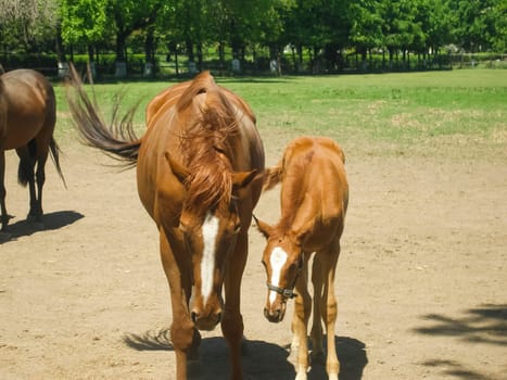 Horses graze in the meadow behind the fence. Horses in Novokubansk.