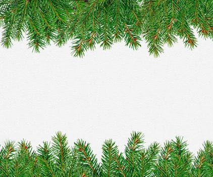 Isolated green spruce branches from below and above on a white background close-up