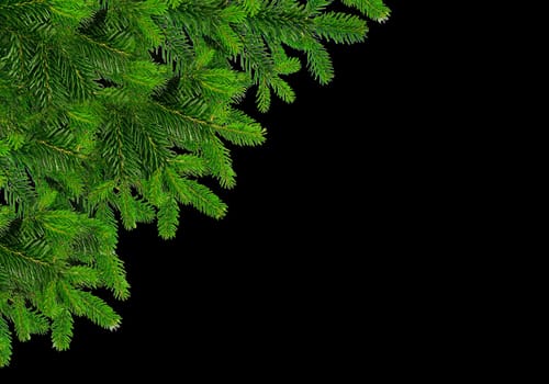 Isolated green spruce branches in the upper left corner on a black background close-up