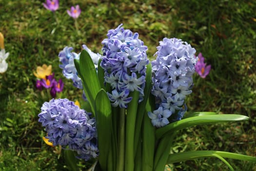 blue hyacinth in the spring in the garden