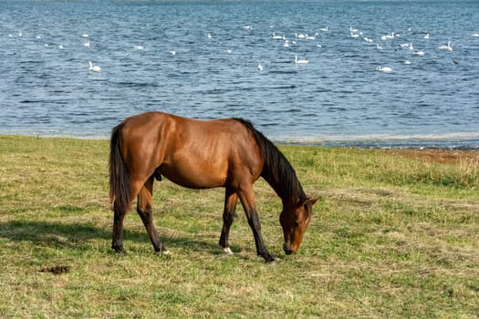 A horse in the pasture on the shore of a lake with many swans in the water