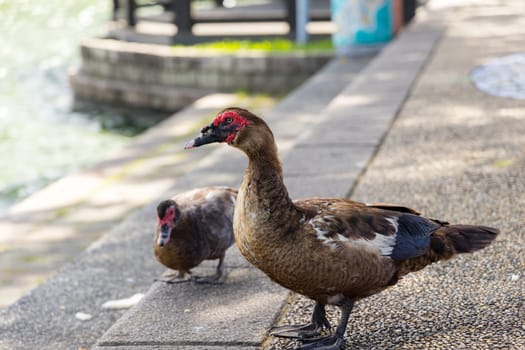 Wild goose at outdoor park