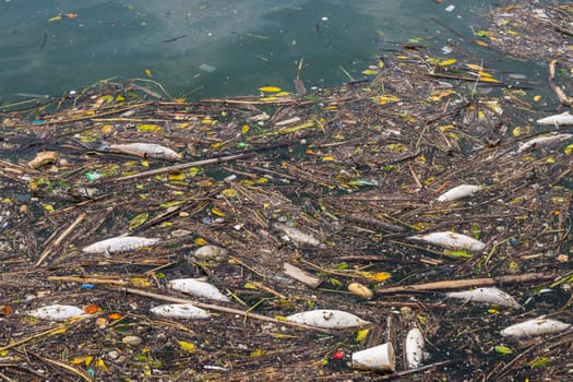 Waste in the water of the harbour area