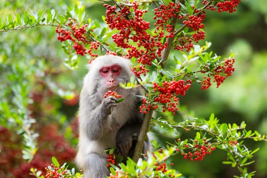 Monkey eat the fruit on the tree in jungle