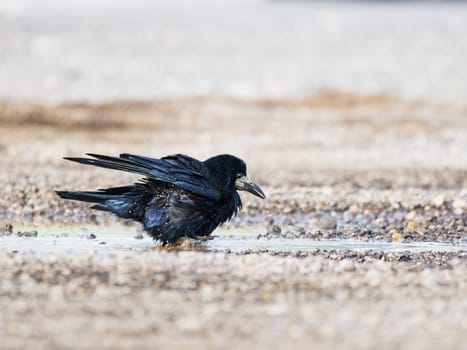 A crow drinks water at a puddle on a dirt road