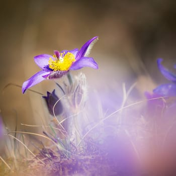 Pulsatilla patens, Eastern pasqueflower, and cutleaf anemone purple flowers covered with small hairs blooming on meadow