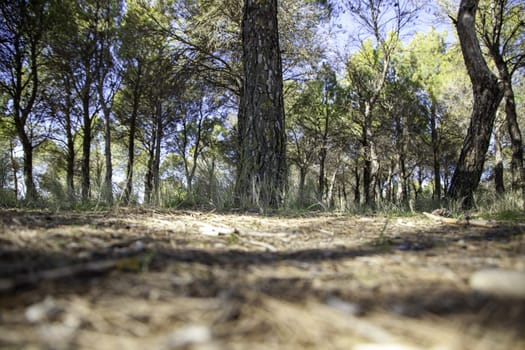 Detail of forest on a mountain in a forest in Spain, nature
