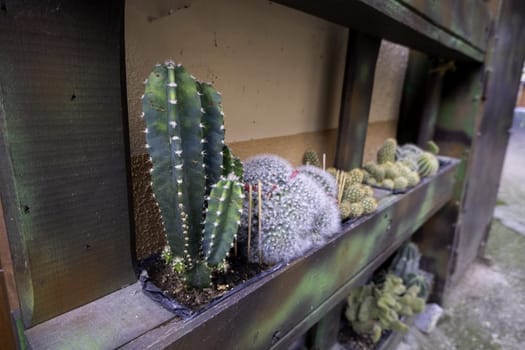 Detail of desert plants in a house, nature