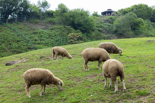 Sheeps grazing in Qingjing farm at Taichung of Nantou