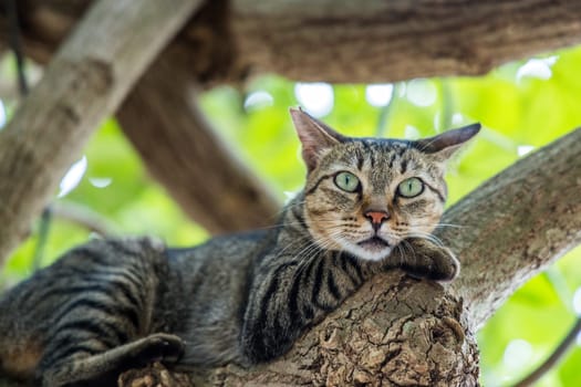 Stray cat climb up on the tree
