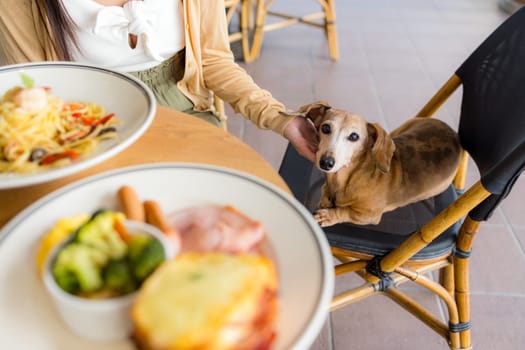 Woman go to restaurant with her dog in shopping center