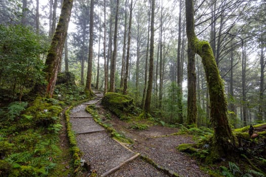 Hiking trail in the forest