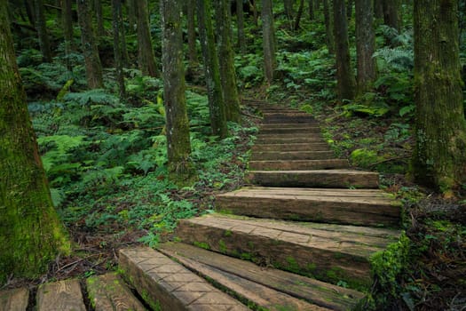 Beautiful wooden trail in the tree forest