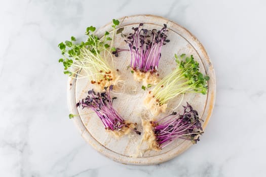 Fresh radish and arugula microgreens. Vegan and healthy eating concept, micro herbs, organic superfood