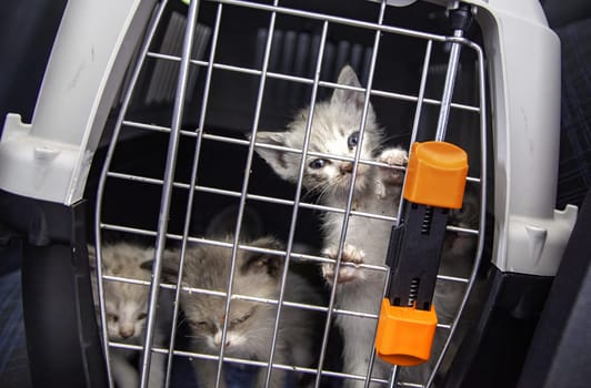 Detail of rescue of animals abandoned on the street, animal abuse