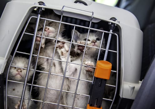 Detail of rescue of animals abandoned on the street, animal abuse