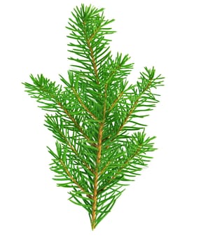Pine branch or spruce branch with green needles isolated on a white background