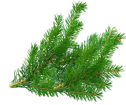 A green spruce or pine branch with needles. Isolated on a white background in close-up.