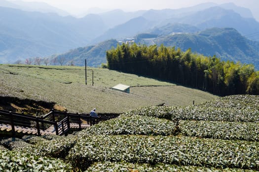 Lots of tea field over the mountain in Alishan of Shizhuo in Taiwan