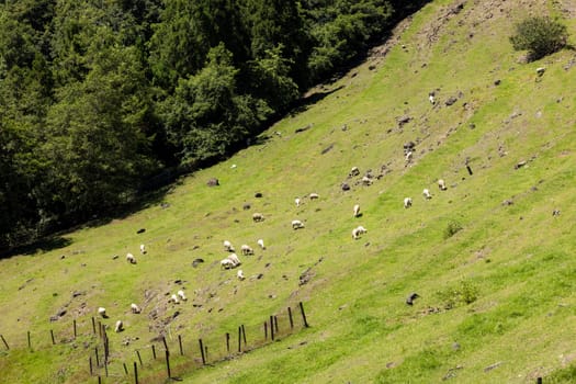 Sheep over the grassland in Cingjing farm of Nantou in Taiwan