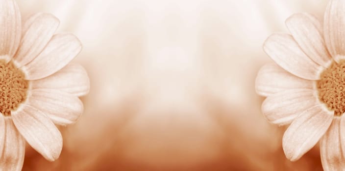 Close-up of a small daisy in Peach Fuzz