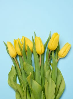 Bouquet of blooming yellow tulips with green leaves on a blue background, top view