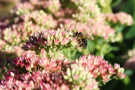 Wild bee fetches the nectar from the flowers of the sedum or stonecrop.