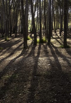 Detail of forest on a mountain in a forest in Spain, nature