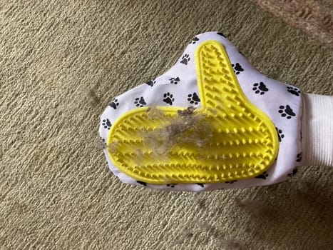 Using a glove to the remove cat hair from the carpet