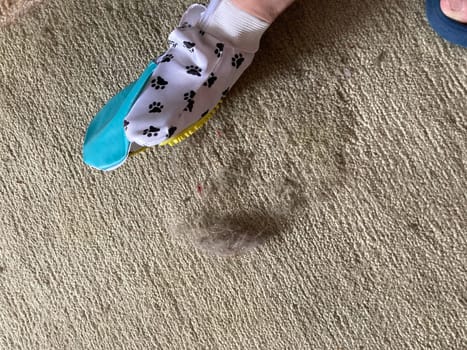 Using a glove to the remove cat hair from the carpet