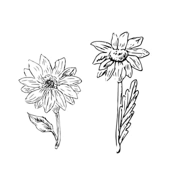 doodle sketch of honey flowers isolated. Vector illustration can used for botanical design, posters and print for interior. Retro vintage illustration camomile and sunflower outline