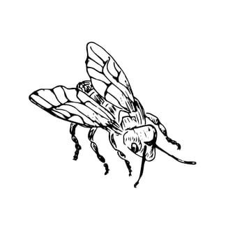 Honey bee top view sketch. Vintage drawing, outline vector. Vector illustration can used for poster, cards, banner and label. Retro style.