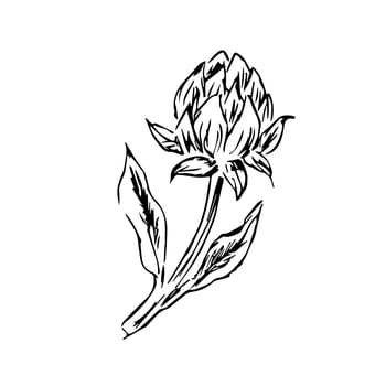 doodle sketch of honey flower clover isolated. Vector illustration can used for botanical design, posters and print for interior. Retro vintage illustration clover outline.