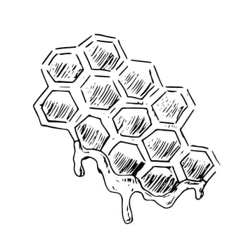 Honeycomb propolis doodle sketch. Honey in cell. Hand drawn vector illustration of honey product in vintage style